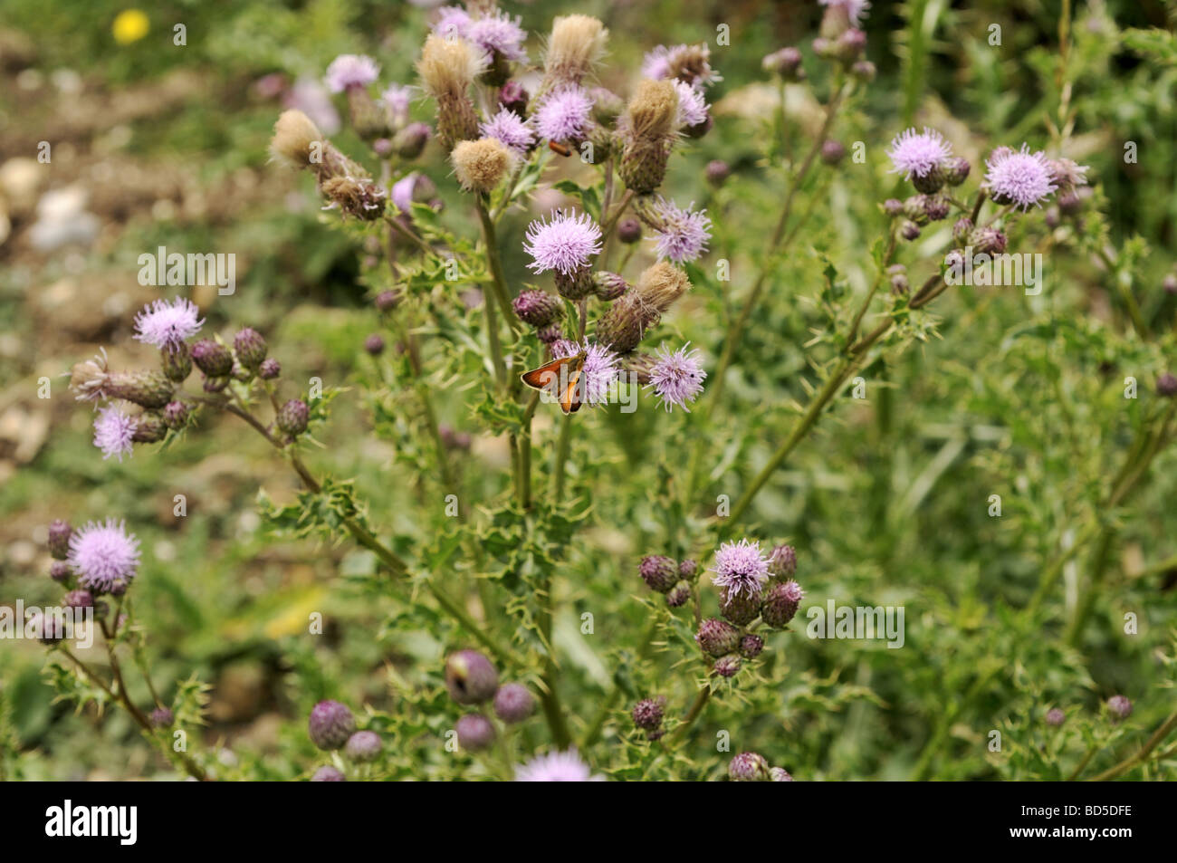 Il cardo selvatico in estate REGNO UNITO Foto Stock