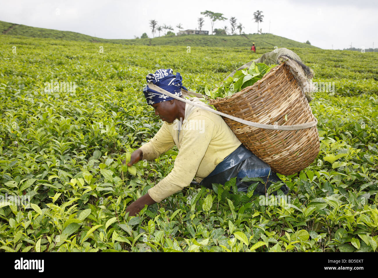 Raccoglitrice di tè, piantagione di tè a Mount Cameroun, Buea, Camerun, Africa Foto Stock