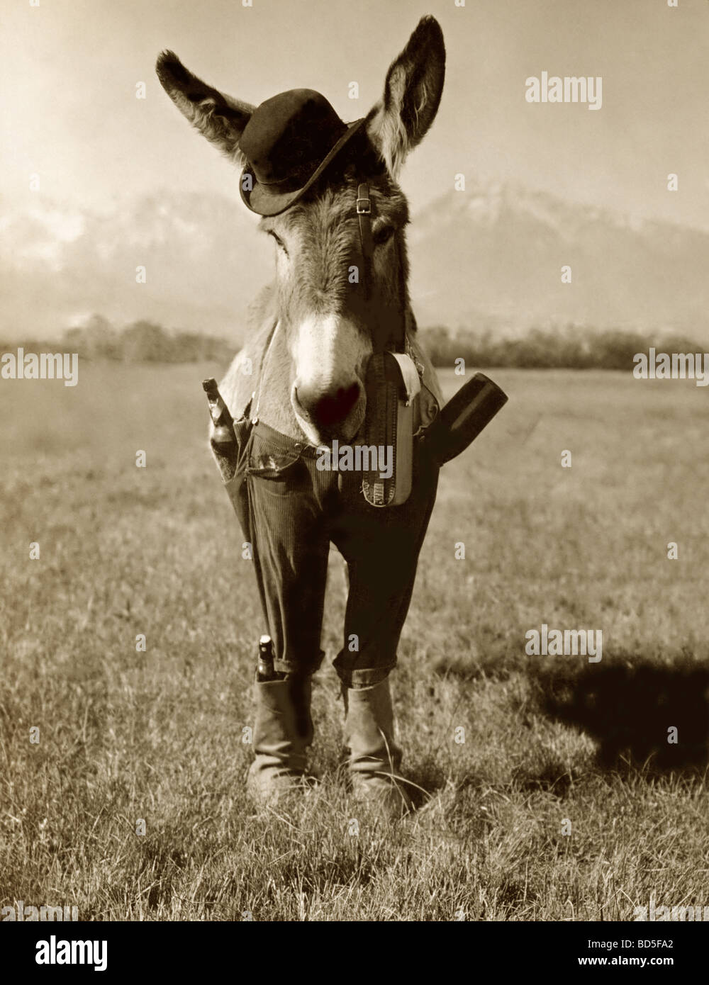 Fumetto ubriaco mulo vestito come un uomo Foto Stock