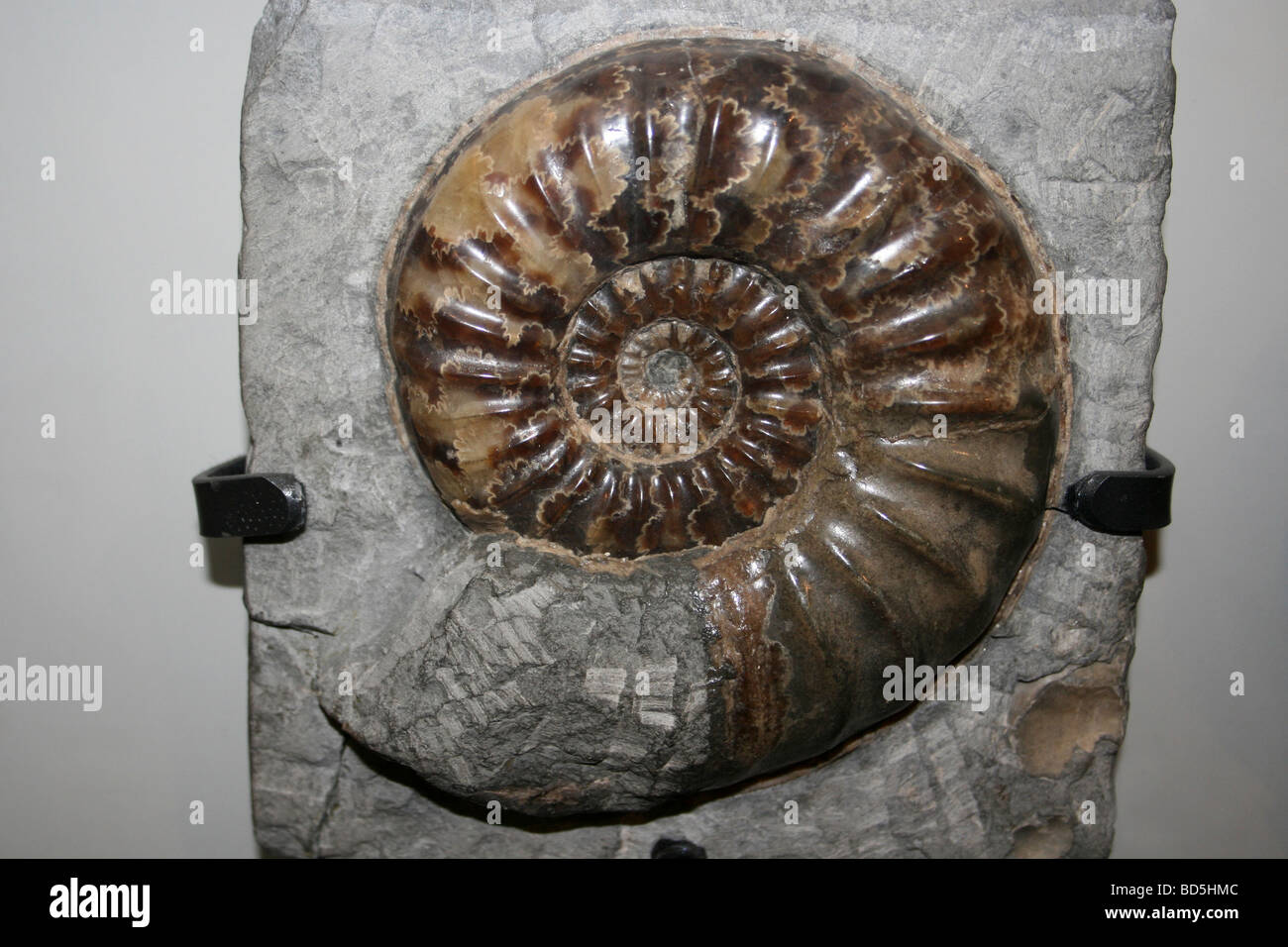 Ammonita Asteroceras obtusum da Dorset, Regno Unito Foto Stock