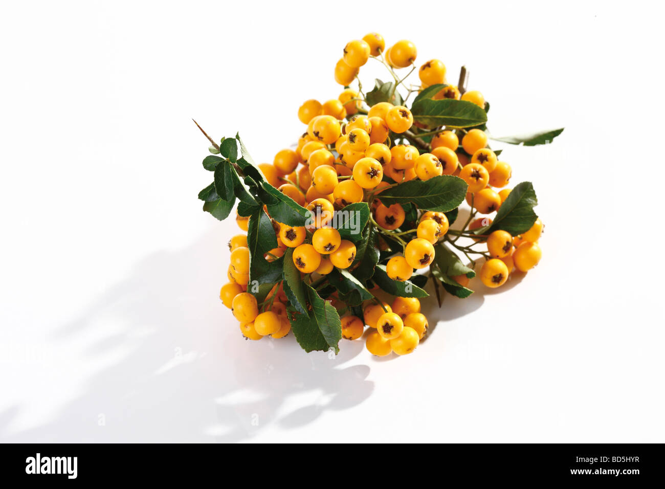 Giallo (Firethorn Pyracantha) Foto Stock