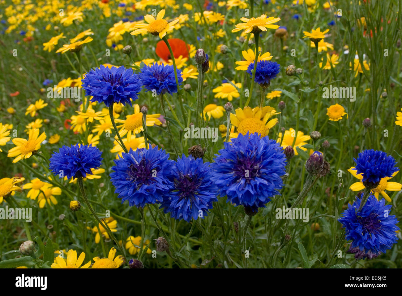 Prato estivo fiori - Fiordaliso, semi di papavero e il mais, Calendula, Devon, Regno Unito. Foto Stock