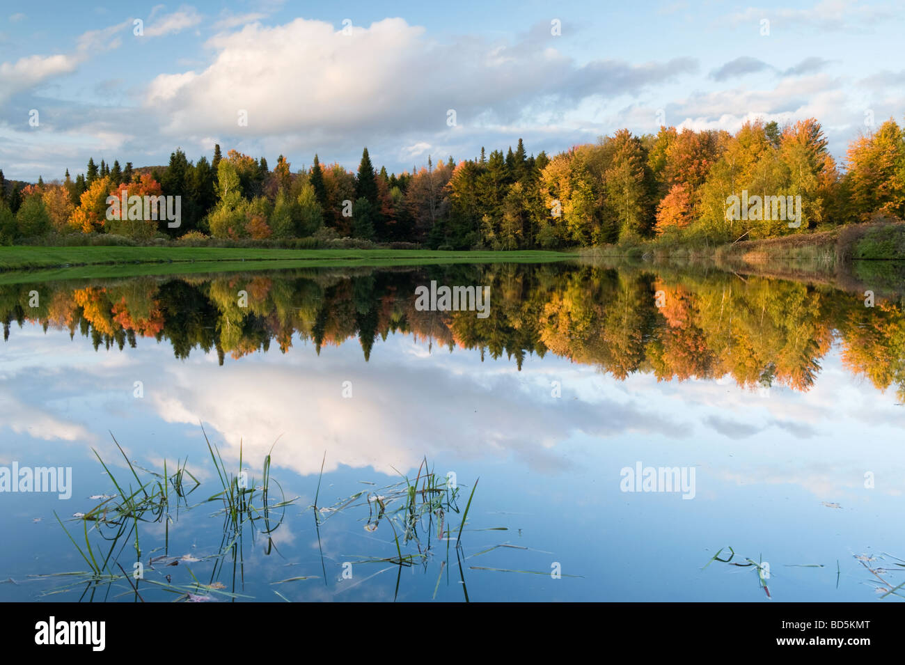 In autunno gli alberi & nuvole riflettono in stagno Foto Stock