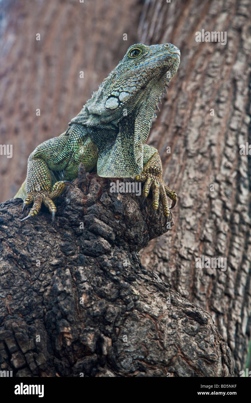 Iguana in una struttura ad albero nella Pargue Seminario, Guayaquil Ecuador Foto Stock