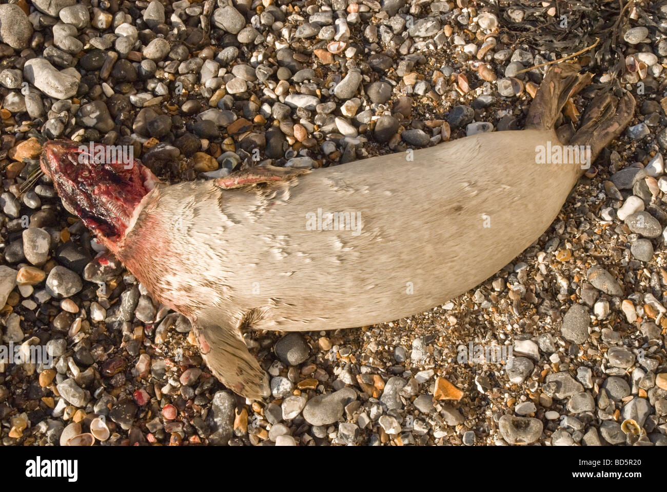 Mar Morto vitello mordere da SHARK Foto Stock