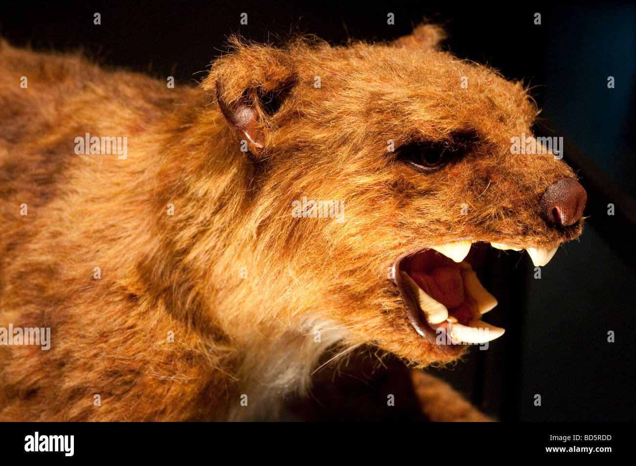 Australia s estinto marsupiale lion nel museo australiano Sydney NSW Australia Foto Stock