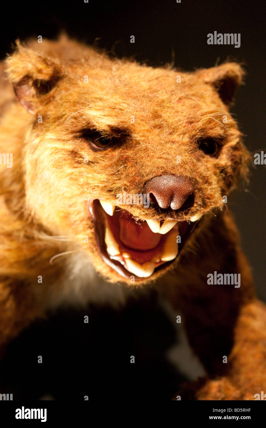 L Australia è estinto marsupiale lion nel museo australiano Sydney NSW Australia Foto Stock