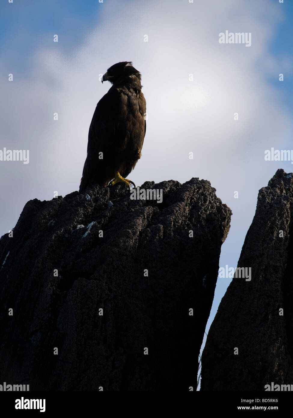 Le Galapagos Hawk arroccata su una roccia su all'Isola Espanola nelle Galapagos Foto Stock