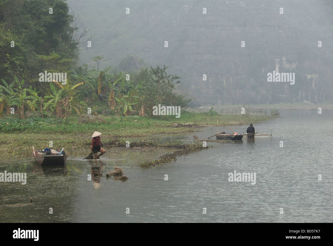 La raccolta di alghe commestibili Ngo Dong River Tam Coc Ninh Binh Provincia Nord Vietnam Foto Stock