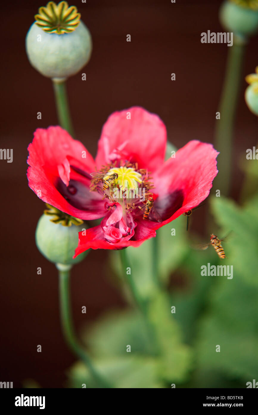 Digger vespe prendendo il polline di una pianta di papavero Foto Stock