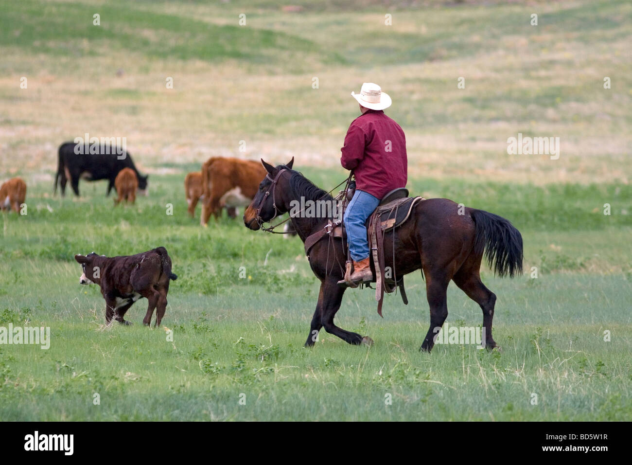 Cowboy americano passeggiate a cavallo allevamento del bestiame a nord di Hot Springs South Dakota USA Foto Stock