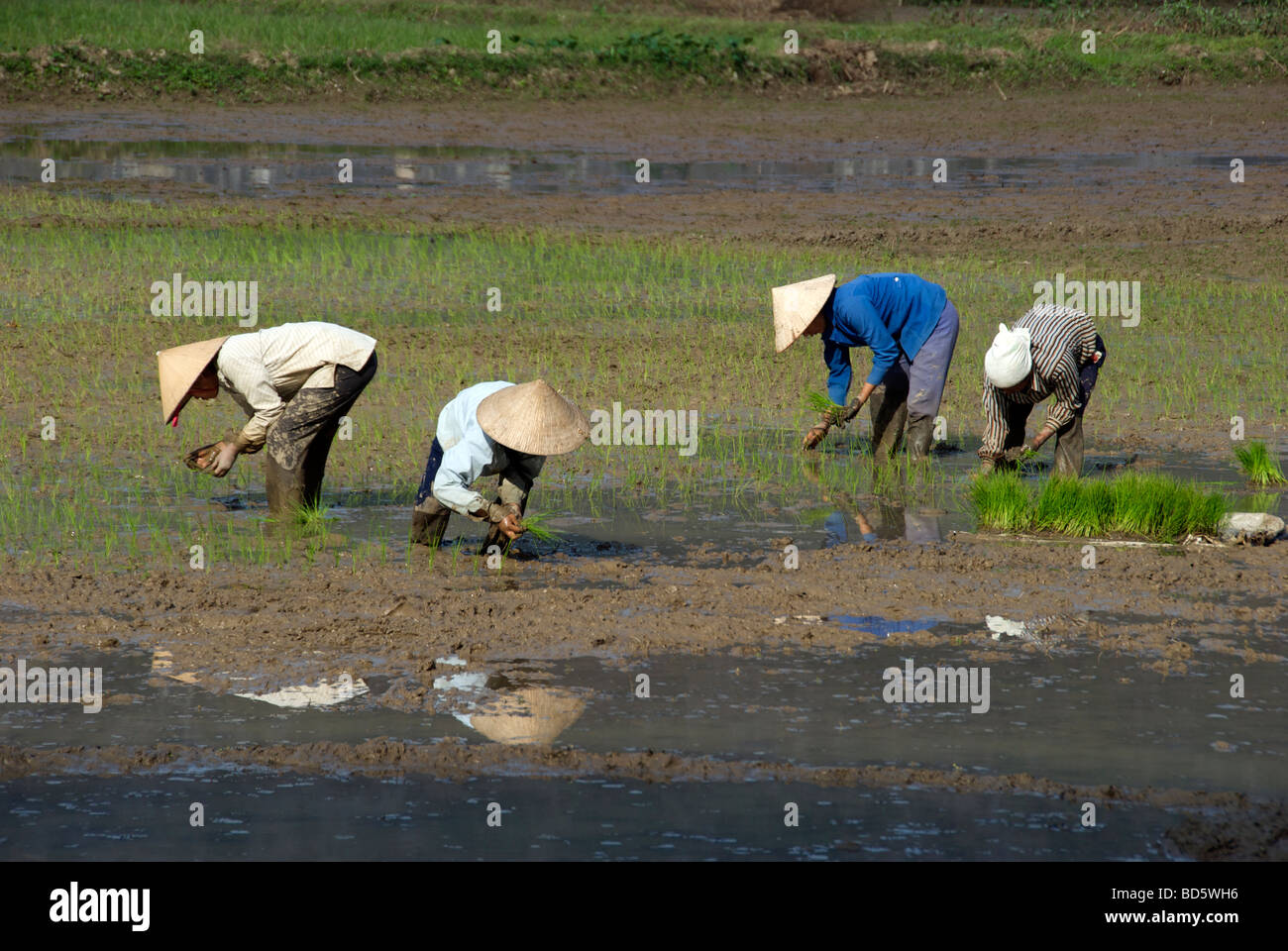 Quattro persone che piantano riso Tam Coc Ninh Binh Provincia Nord Vietnam Foto Stock
