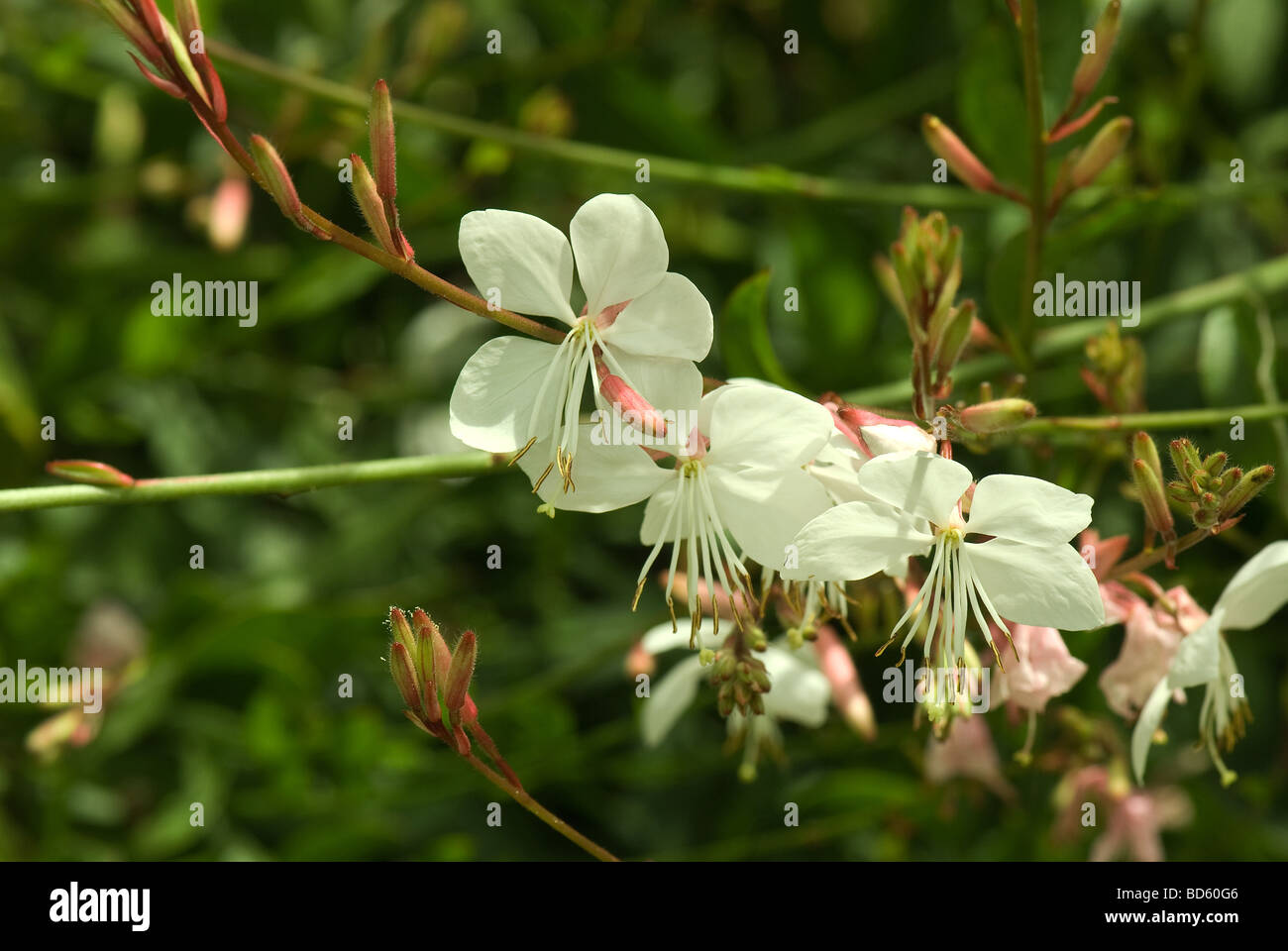 Gaura lindheimeri Whirling farfalle Foto Stock