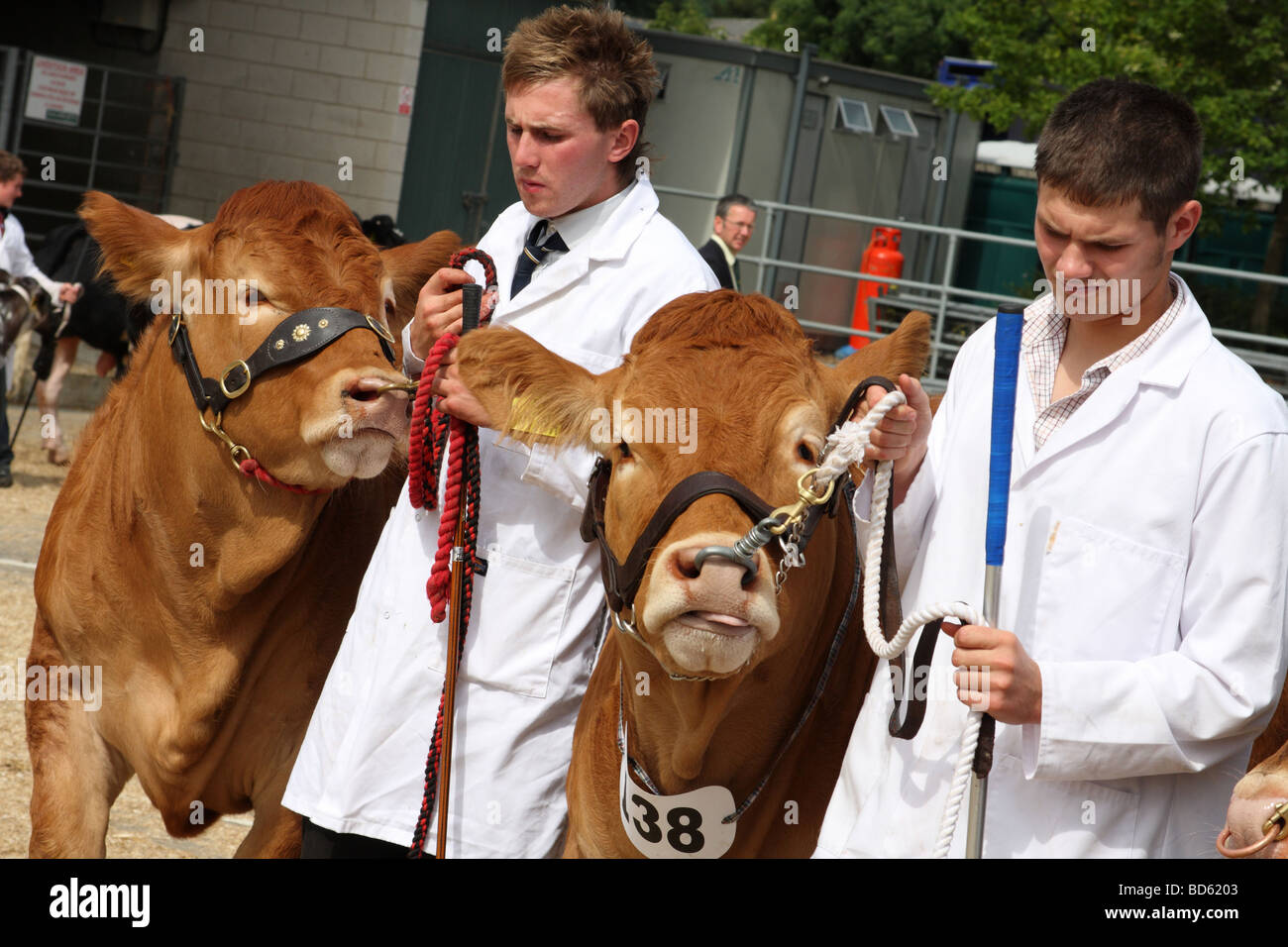 I giovani agricoltori con bestiame al Bakewell Show, Bakewell, Derbyshire, England, Regno Unito Foto Stock