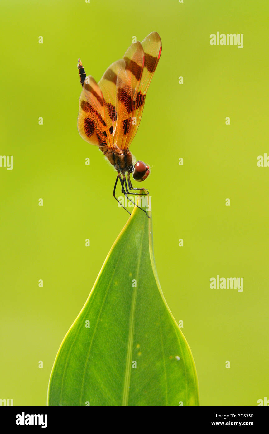 Un Halloween Pennant appollaiato sulla cima di una foglia Foto Stock