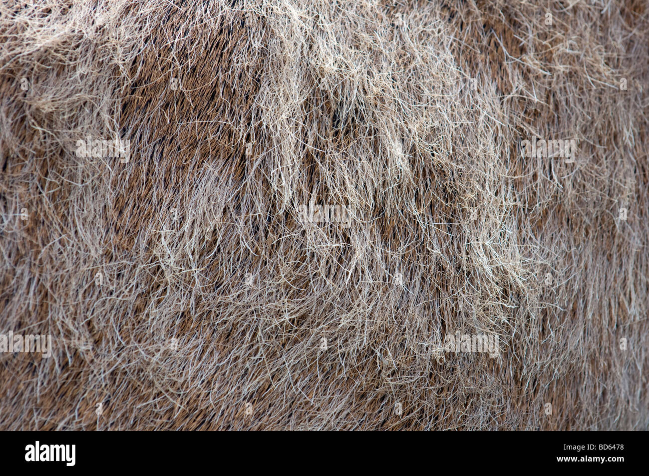 Primo piano del mantello di un rosso selvatico Stag Cervo Foto Stock