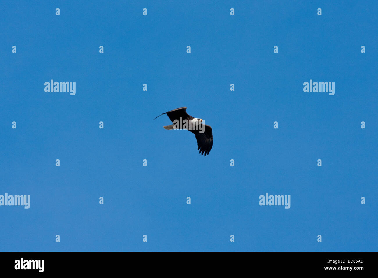 Aquila bianca Foto Stock