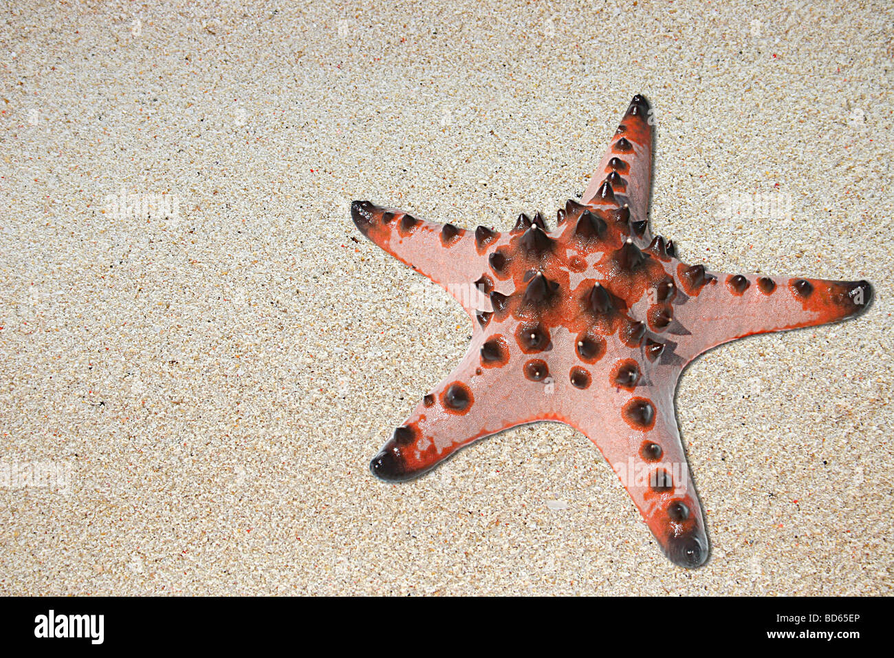 Starfish rosa sulla sabbia Foto Stock