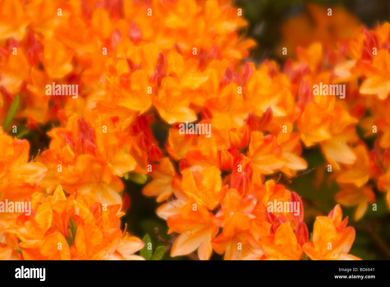 Arancio fiori di azalea vicino fino in soft focus Foto Stock