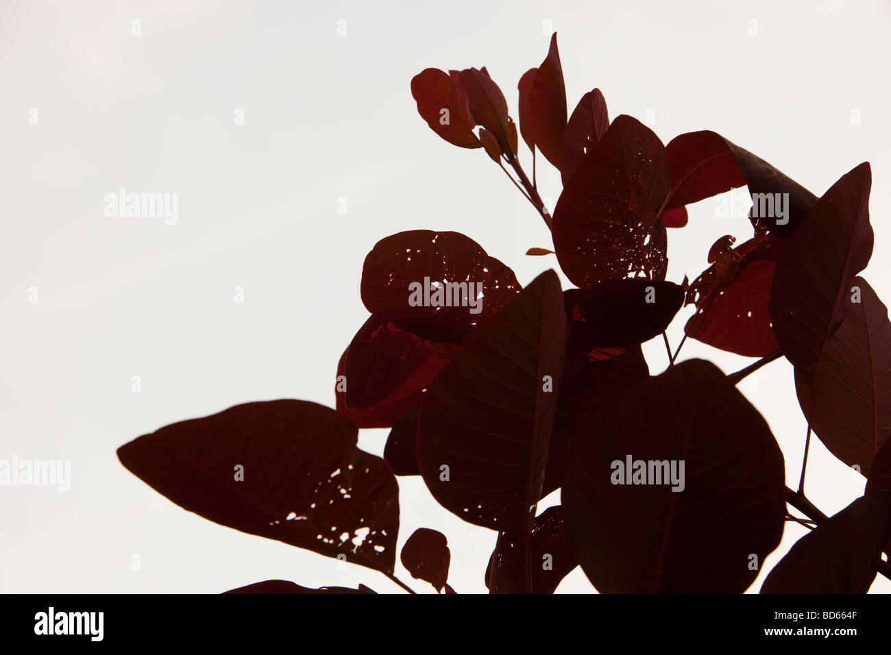 Danni da insetti sulle foglie di albero Foto Stock