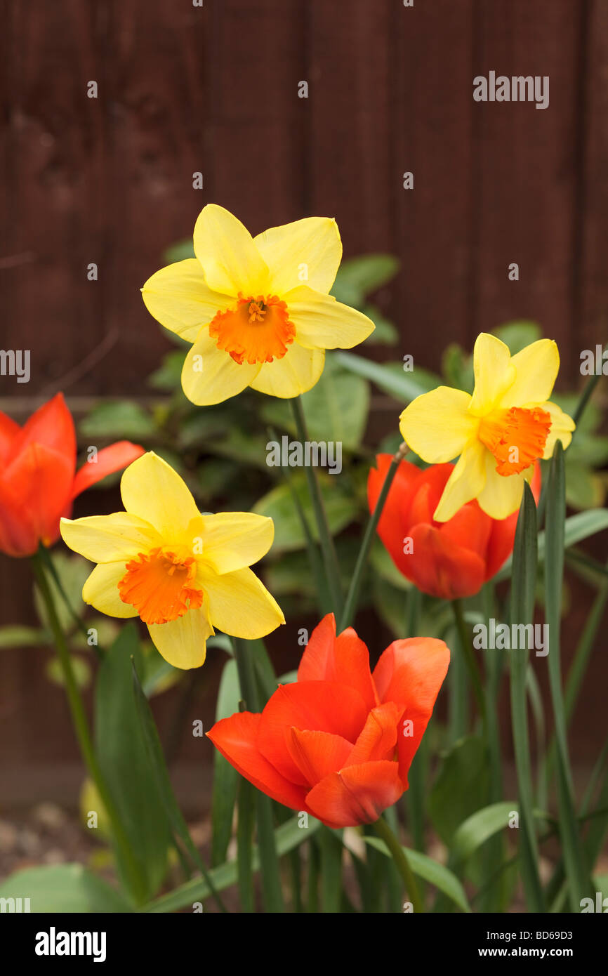 Molla di fiori di aprile narcisi tulipani mescolati giardino giallo arancione unsharpened Foto Stock
