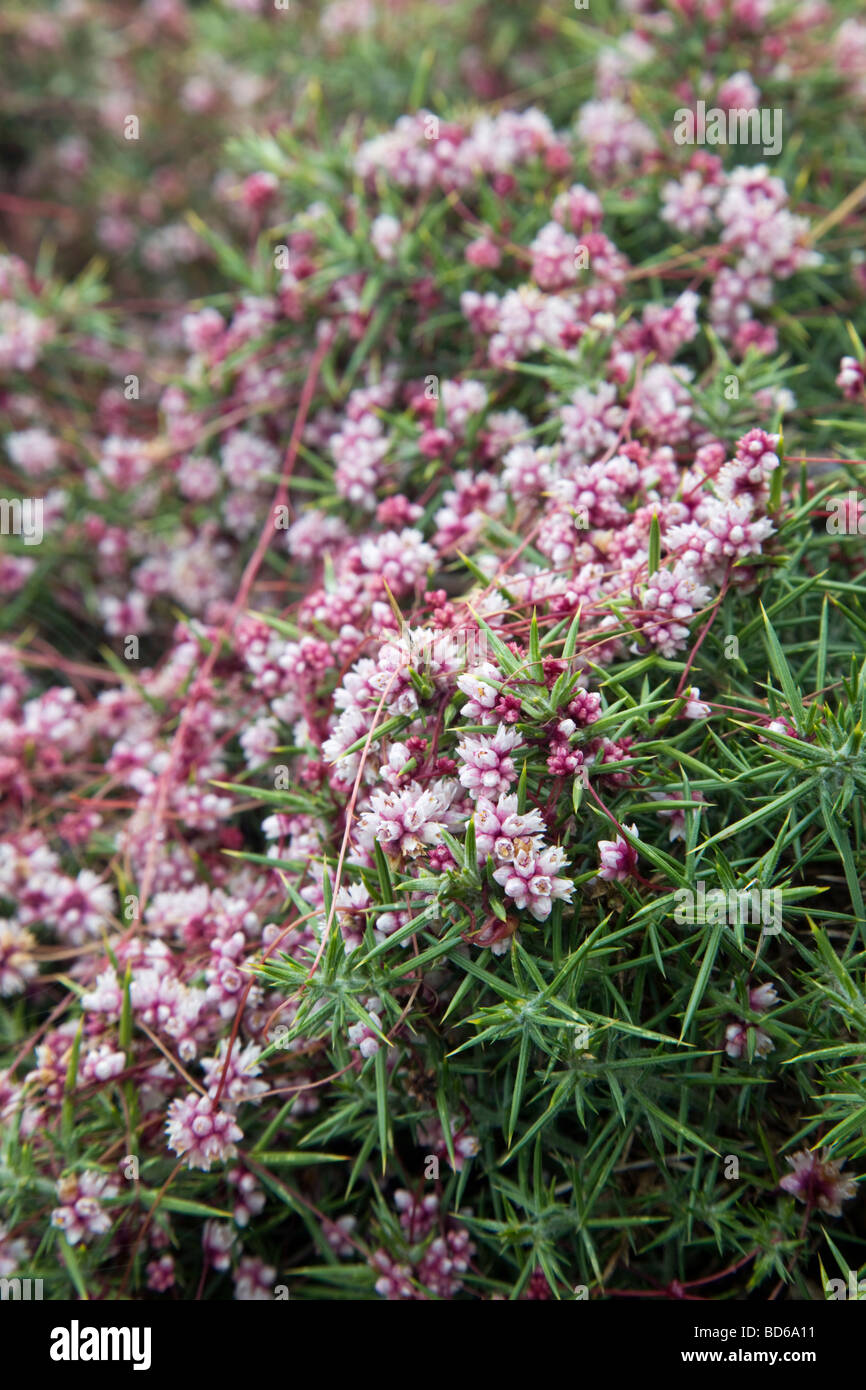 Tremava comune Cuscuta epithymum pianta ospite gorse Foto Stock