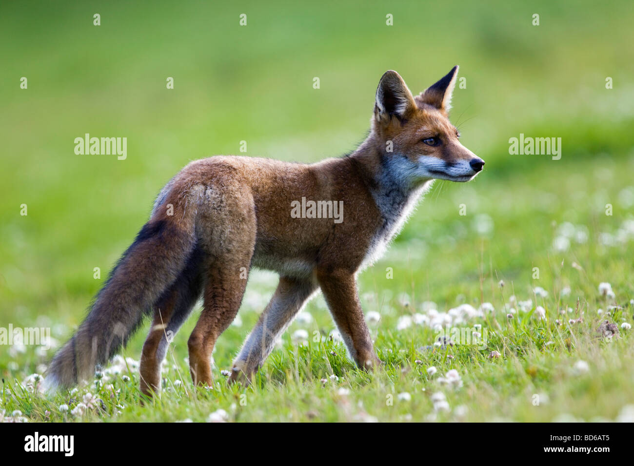 Fox Vulpes vulpes Cornovaglia Foto Stock