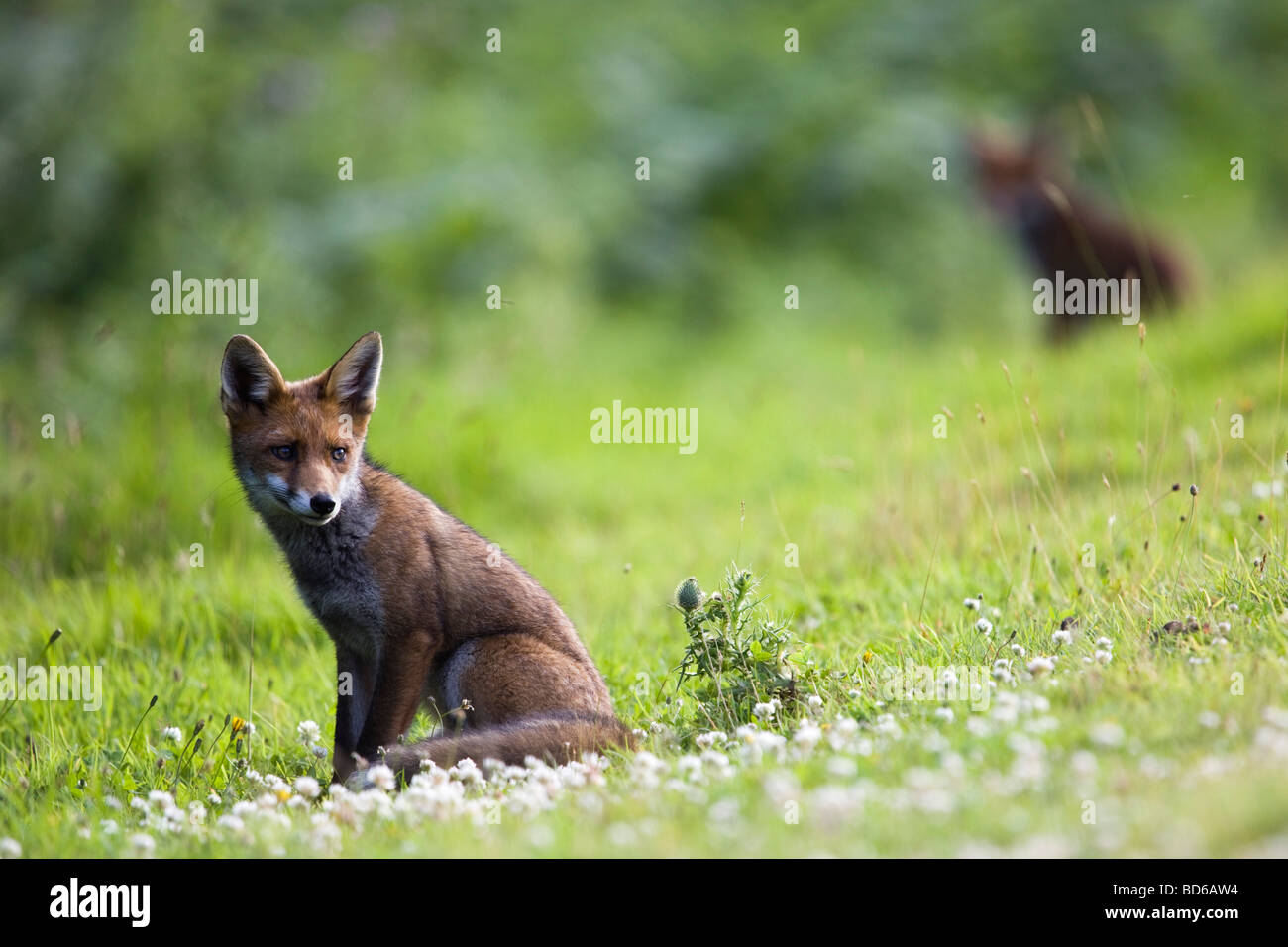 Fox Vulpes vulpes Cornovaglia Foto Stock