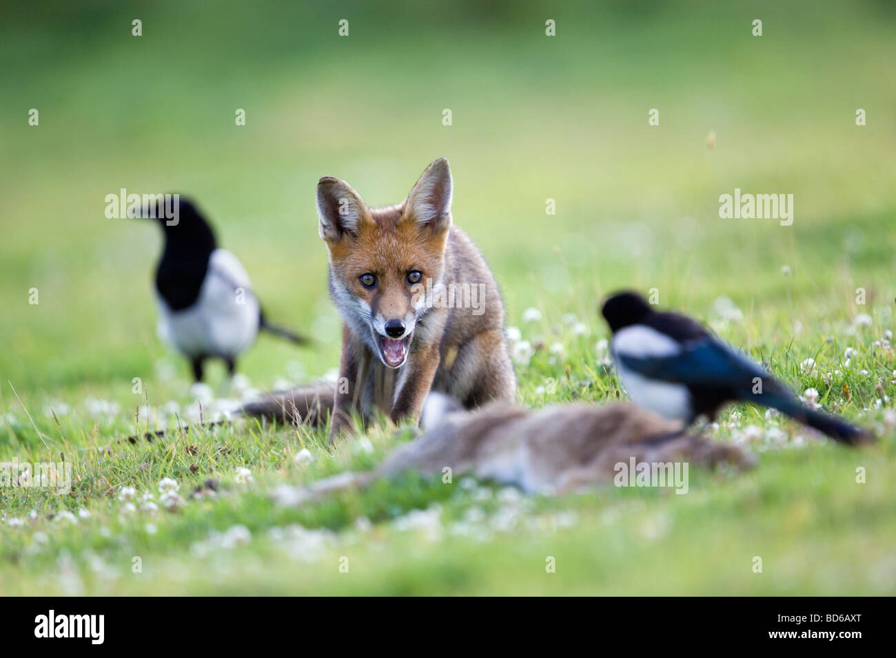 Fox Vulpes vulpes con coniglio morto e magpies Cornovaglia Foto Stock