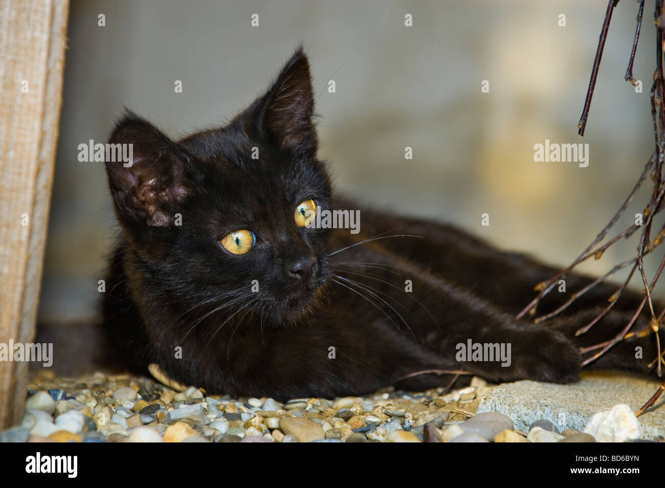 Giovane black cat con misteriosi occhi gialli gattino esterni Posa laici guardano alla ricerca animale gattino luce della sera cateye occhio g Foto Stock