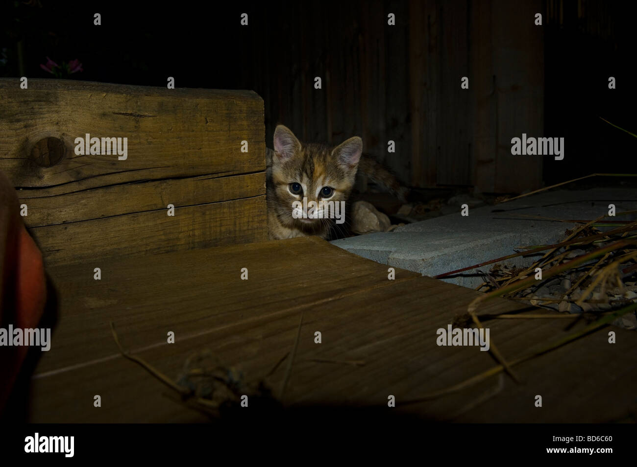 Bruna giovane gatto strippato in ambiente notte occhi gattino esterni Posa laici guardano alla ricerca animale gattino cateye occhio magico vista b Foto Stock