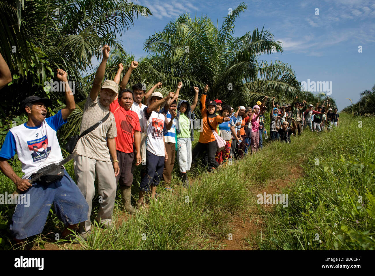 Indonesia, nell isola di Sumatra : piantagione di palme da olio Foto Stock