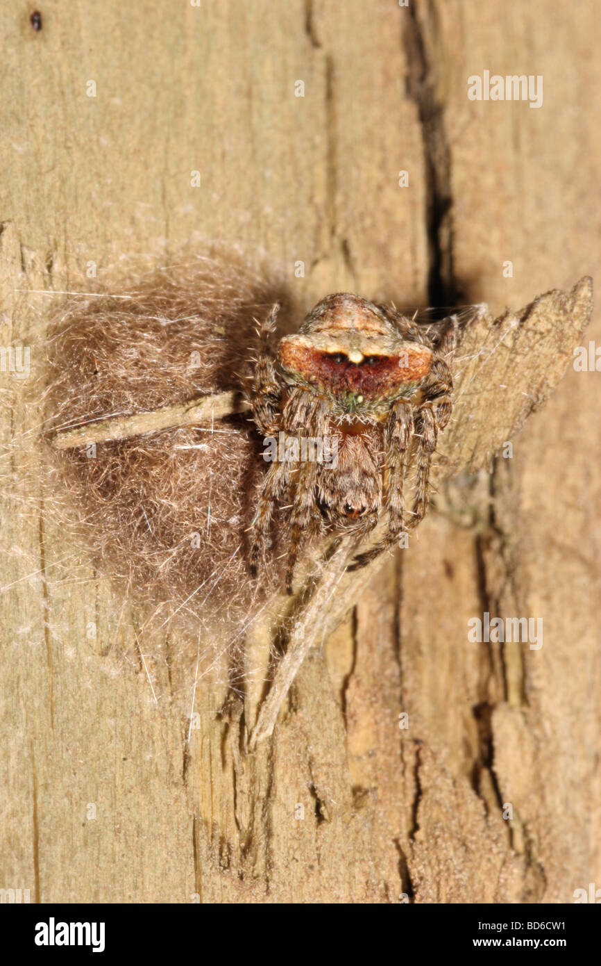 Orb web spider Atea sturmi femmina Araneidae cercando perfettamente mimetizzati come custodisce la sua massa di uova su un albero morto REGNO UNITO Foto Stock