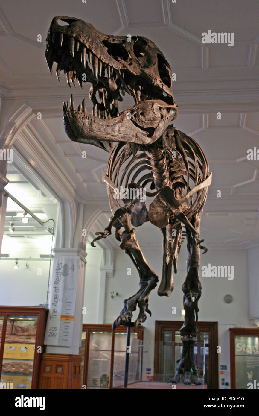 Stan il T-Rex Hell Creek formazione Dakota del Sud, STATI UNITI D'AMERICA Foto Stock