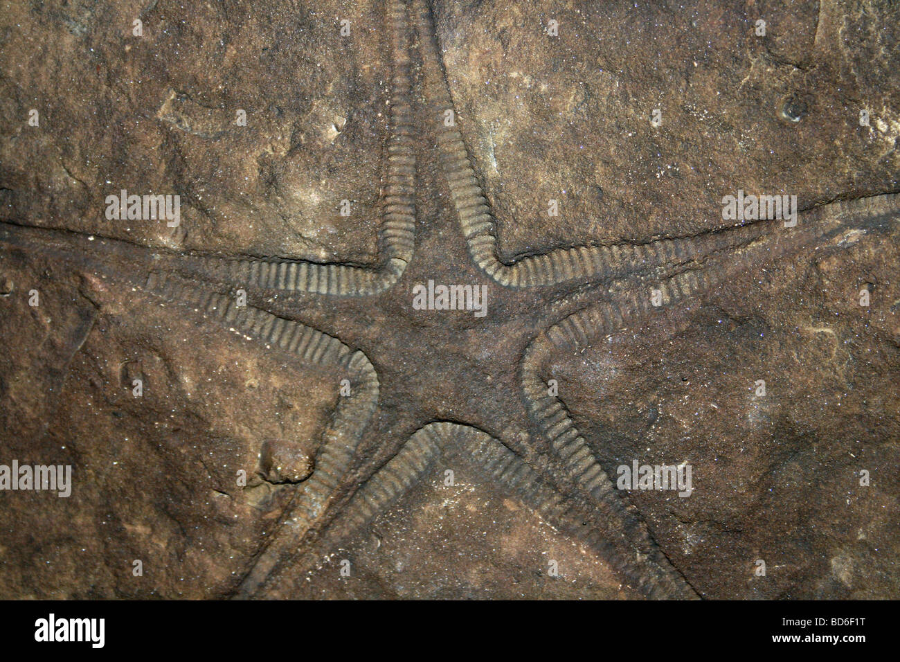 Starfish Pentasteria fossili (Middle Jurassic) da Newton Dale, North Yorkshire, Regno Unito Foto Stock