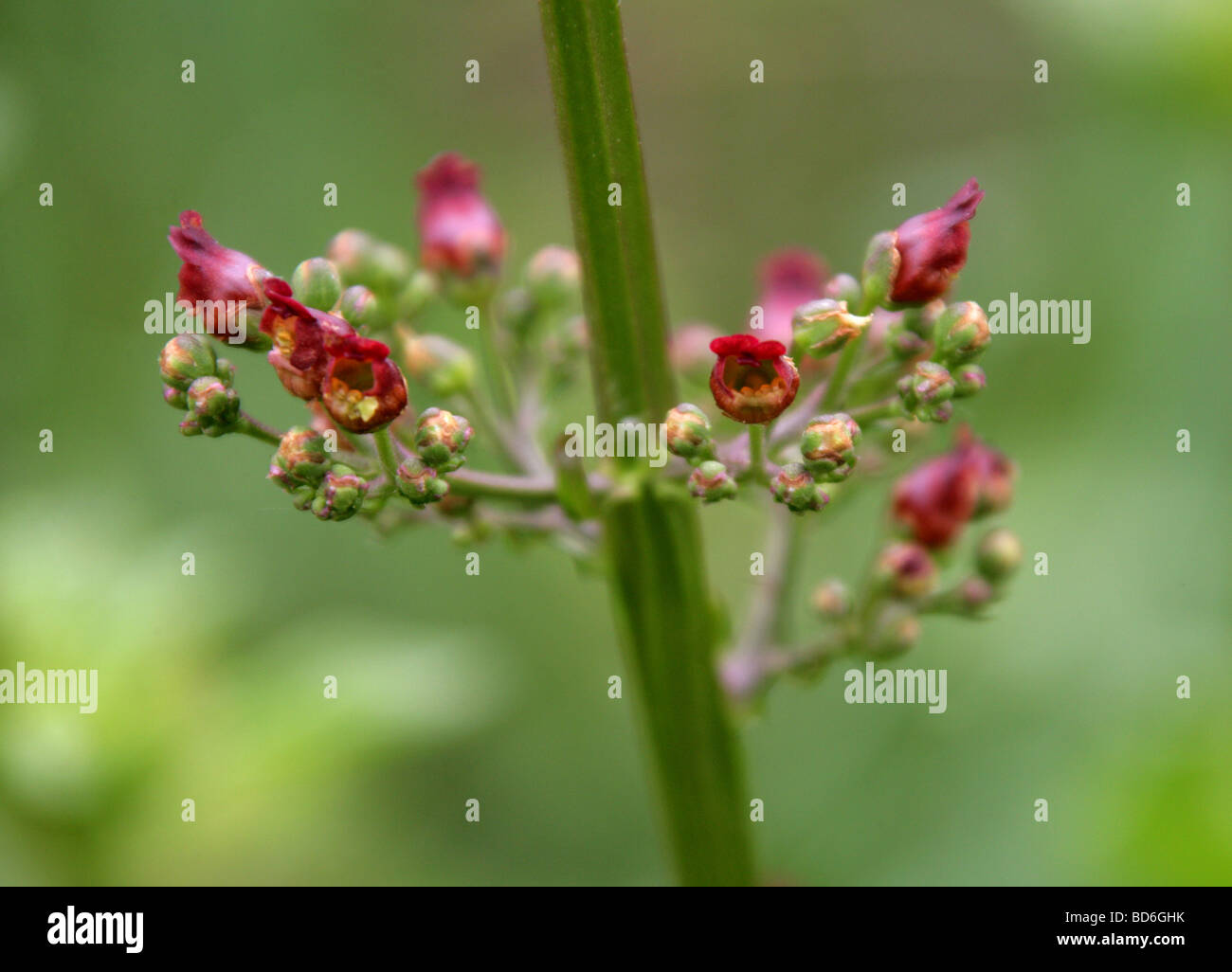 Comune, Figwort Scrophularia nodosa, Scrophulariaceae Foto Stock