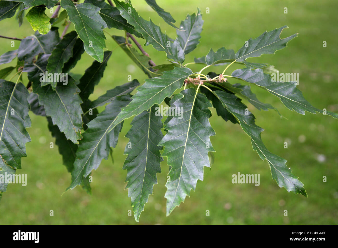 Castagne e lasciava in quercia foglie, Quercus castaneifolia, Fagaceae, nel Caucaso e in Iran. Foto Stock
