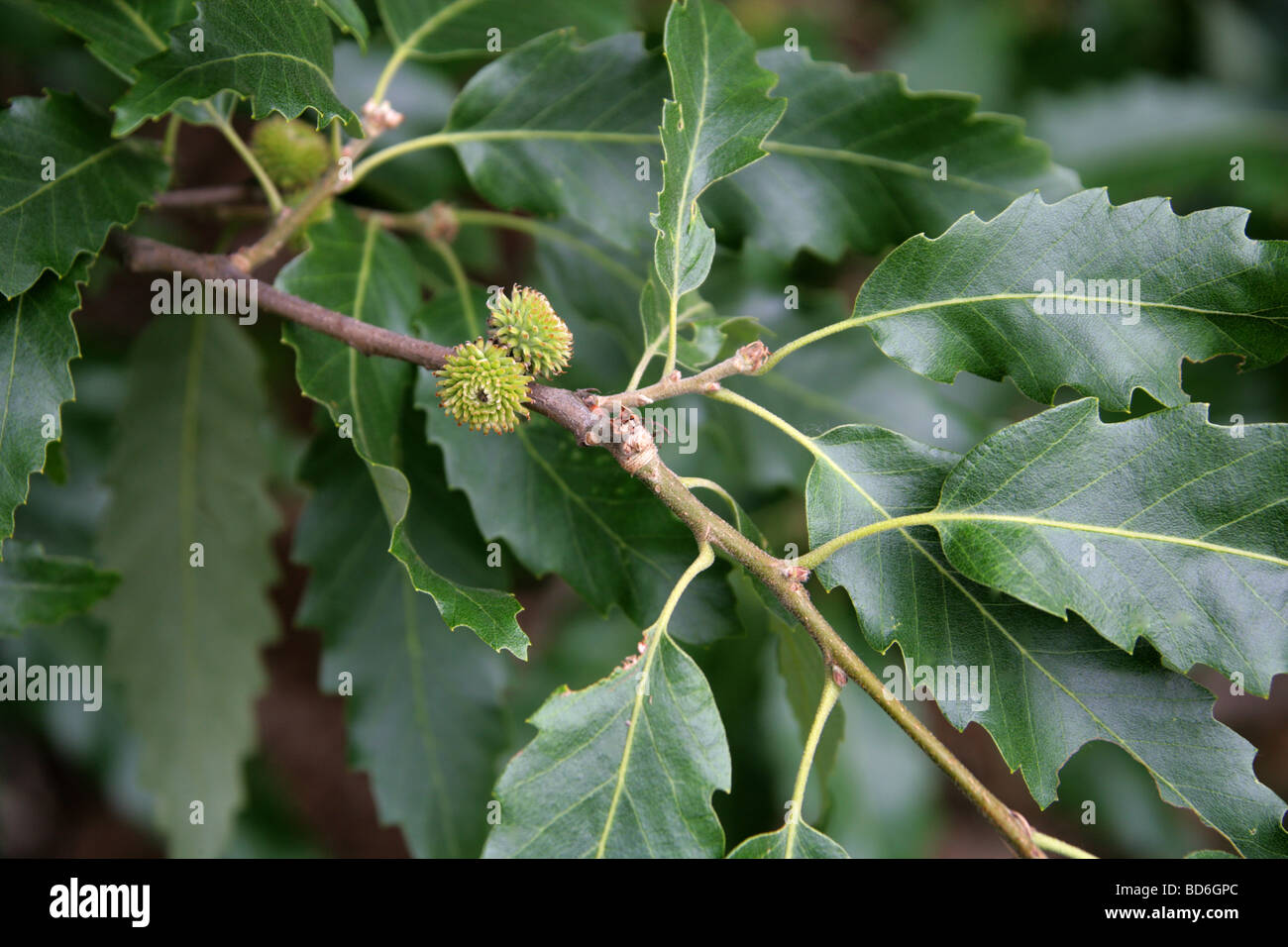 Castagne e lasciava in quercia foglie, Quercus castaneifolia, Fagaceae, nel Caucaso e in Iran. Foto Stock