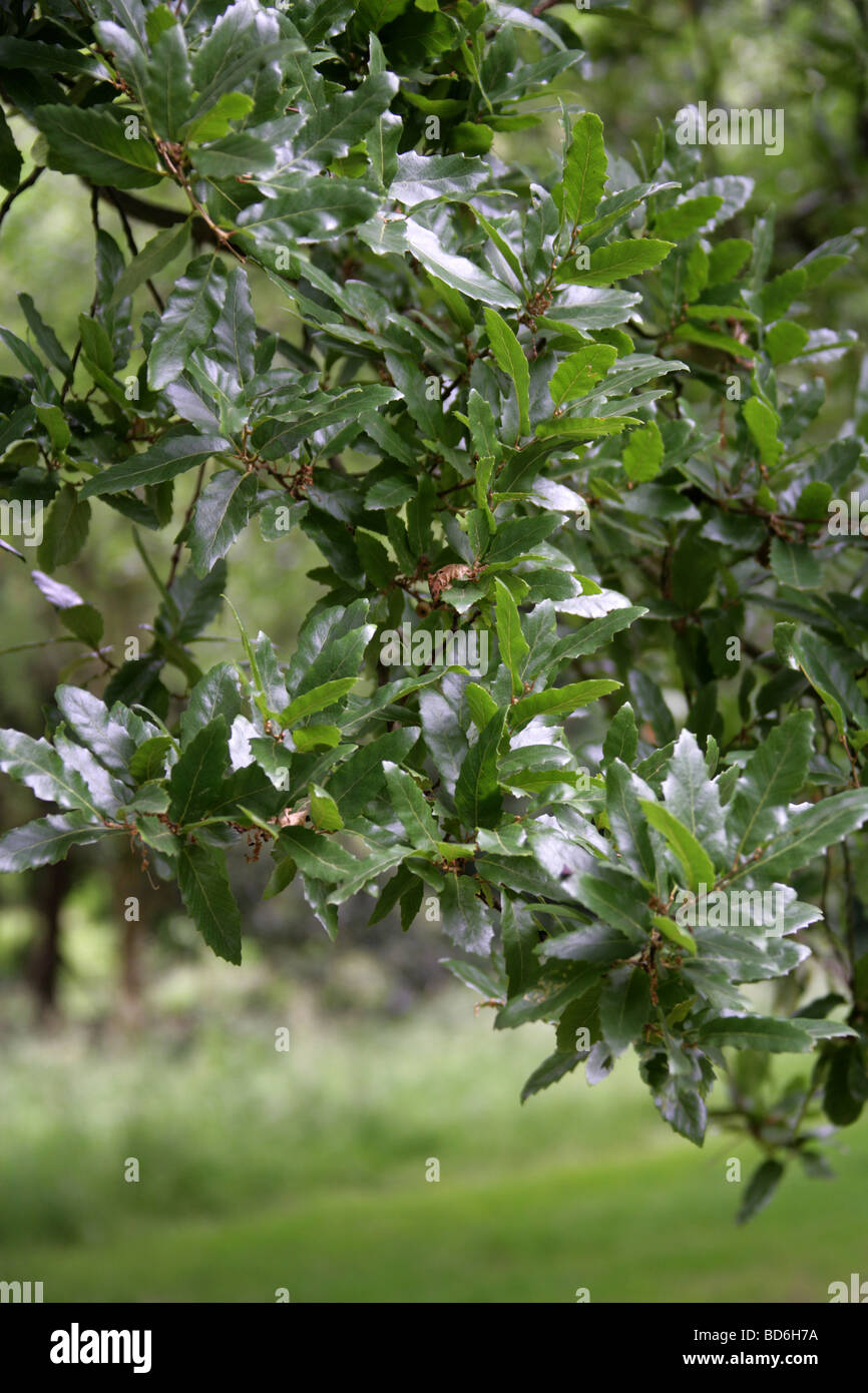 Rovere macedone foglie di albero, Quercus trojana syn Q. macedonicus, Fagaceae, Sud Est Europa. Foto Stock