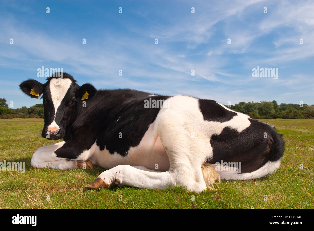 Una mucca Fresian nella campagna di Suffolk nel Regno Unito Foto Stock