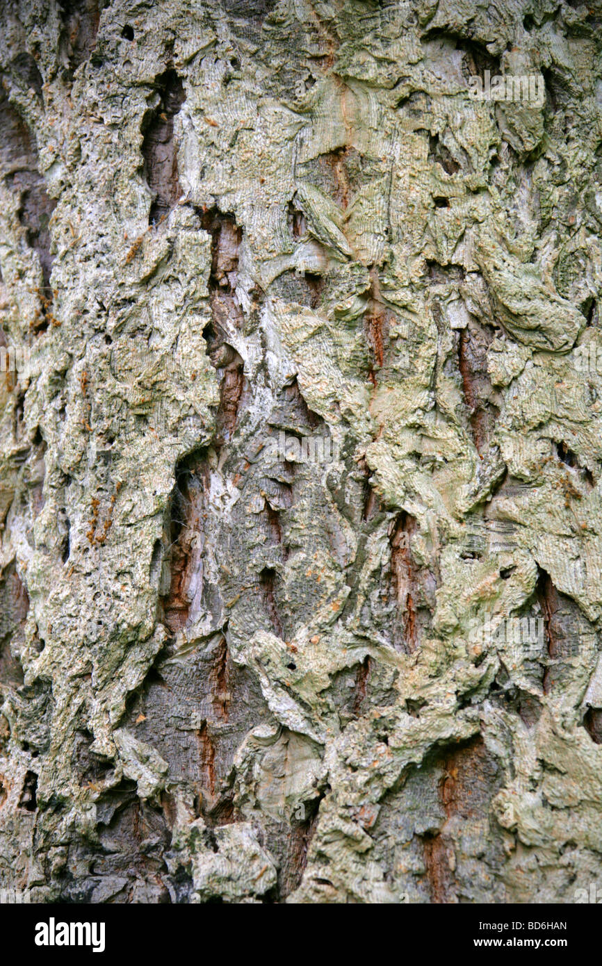 Orientale Cinese o di querce da sughero in corteccia di albero, Quercus coenobita, Fagaceae, Cina, Giappone Foto Stock