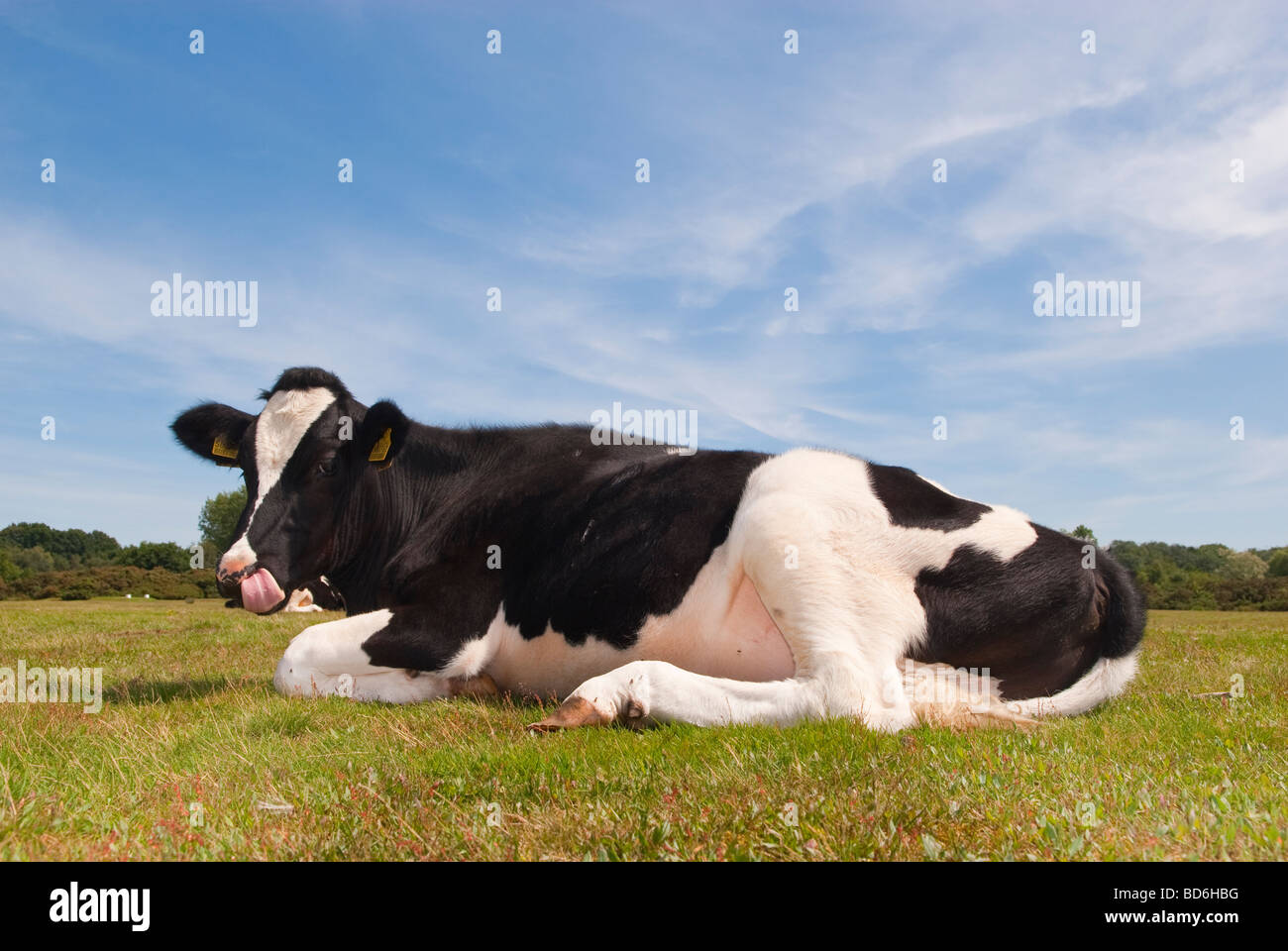 Una mucca Fresian nella campagna di Suffolk nel Regno Unito Foto Stock