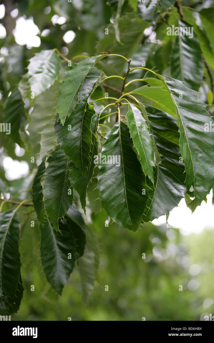 Orientale Cinese o di querce da sughero in foglie di albero, Quercus coenobita, Fagaceae, Cina, Giappone Foto Stock