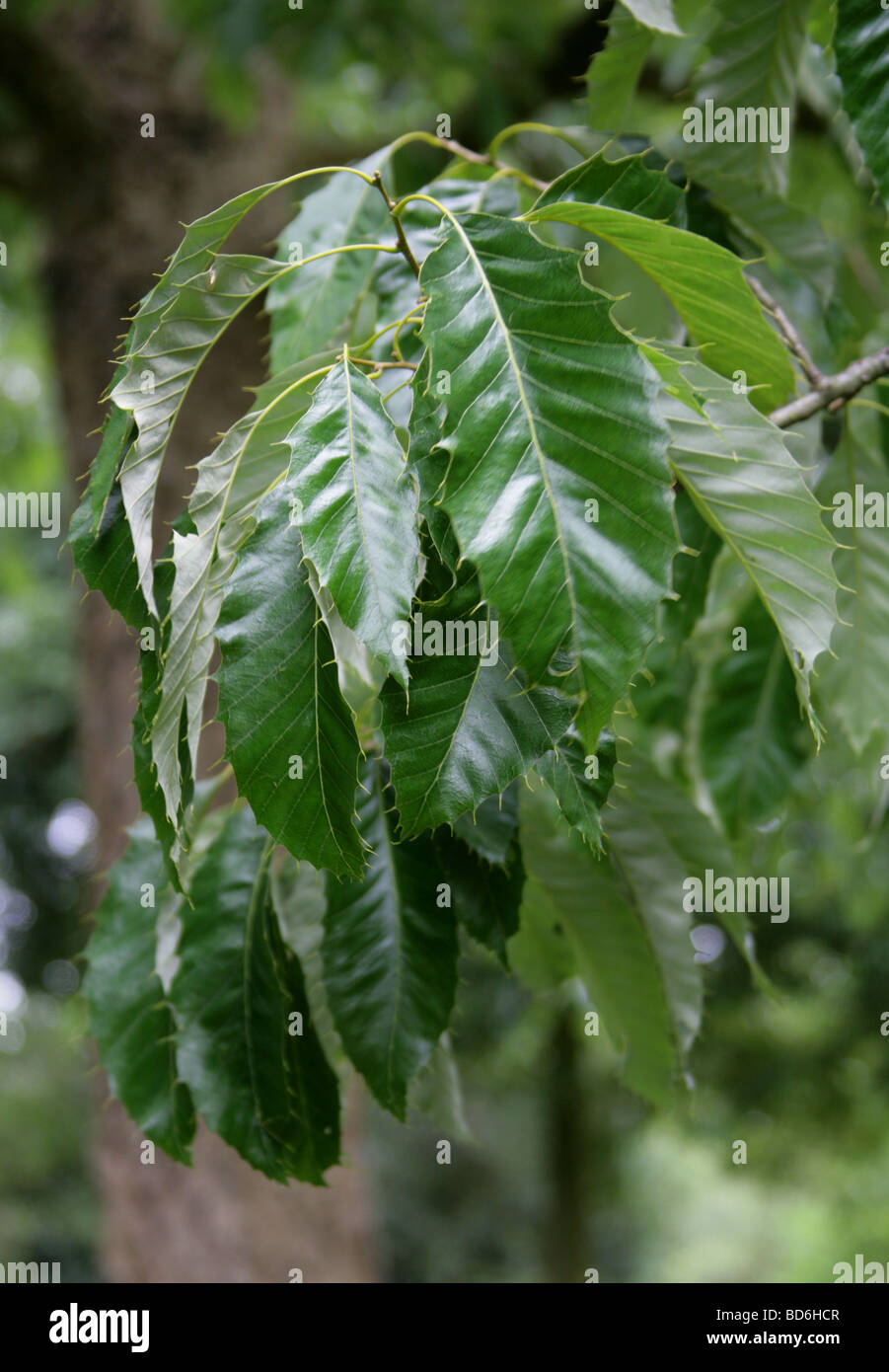 Orientale Cinese o di querce da sughero in foglie di albero, Quercus coenobita, Fagaceae, Cina, Giappone Foto Stock