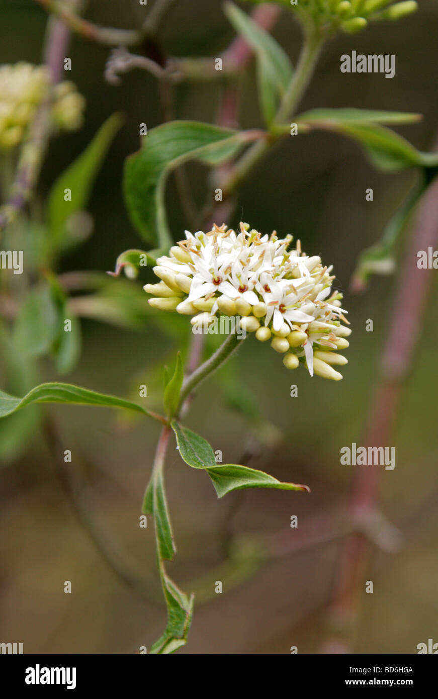 Silky Sanguinello fiori, Cornus amomum syn Cornus purpusii, Cornaceae, ad est del Canada, a nord-est USA, America del Nord. Foto Stock