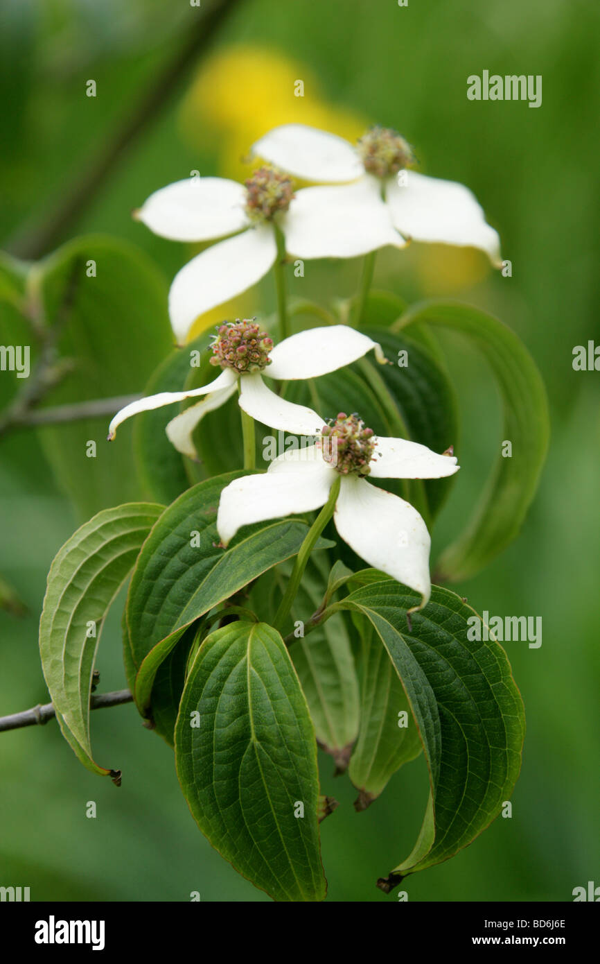 Cinese, sanguinello Cornus kousa var chinensis Cornaceae, Cina e Asia Foto Stock