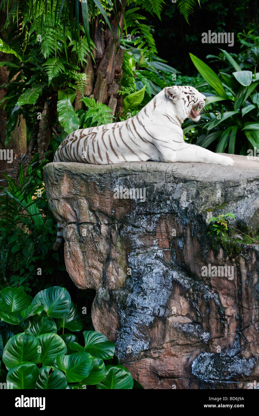 Un Bengala tigre bianca adagiato su una roccia Foto Stock