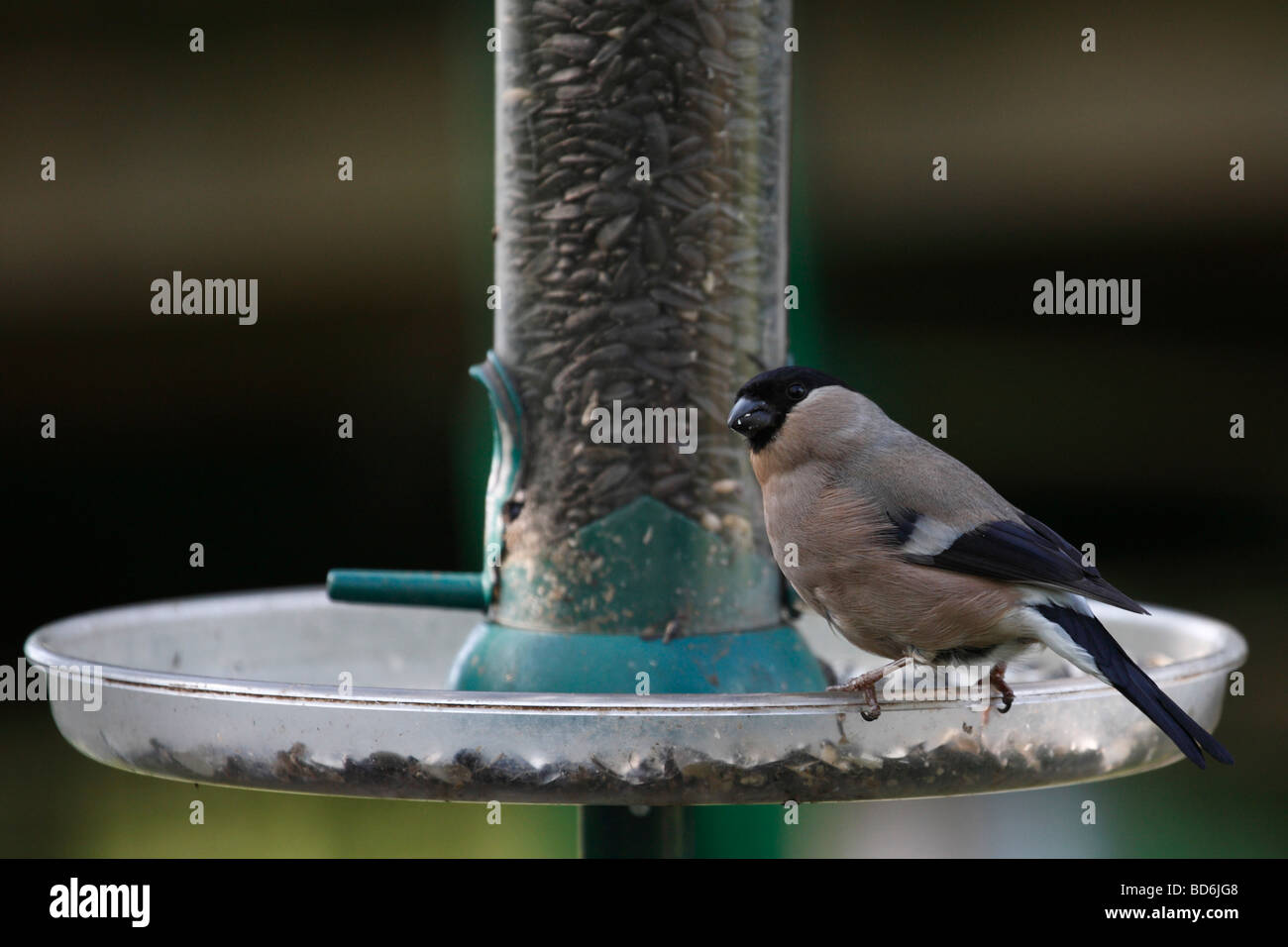 Bullfinch maschio su un alimentatore a Fairburn Ings RSPB Riserva Naturale Castleford West Yorkshire Regno Unito Foto Stock