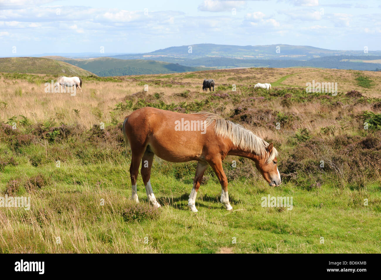 Pony selvatici pascolano sulla lunga Mynd nello Shropshire Foto Stock