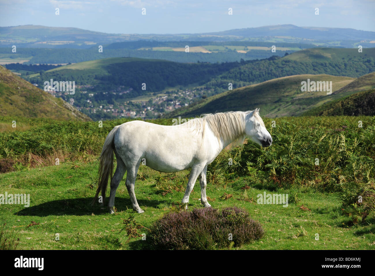 Wild white pony pascolano sulla lunga Mynd nello Shropshire Foto Stock